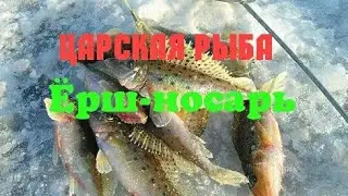 Рыбалка на Дону! ЛОВЛЯ ЦАРСКОЙ РЫБЫ!