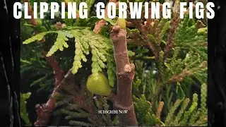 Clipping growing Figs | Fig Clipping Update