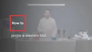 How to probe a western blot