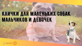 Клички для маленьких собак мальчиков и девочек