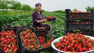 We collect 50kq of Strawberries from the Strawberry Field in the village and make jam!