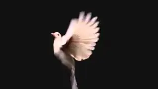 Футаж летящий голубь