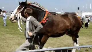 The Cheshire Show