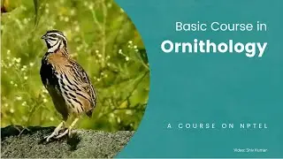 Basic Course in Ornithology