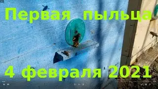 Облет пчел. Первая пыльца 2021г.