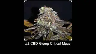 Which Marijuana Strains Are High in CBD? My Top 5 High CBD Strains List