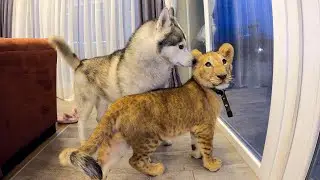 Африканский ЛЕВ в гостях у Хаски / Собака боится Львёнка / lion vs husky