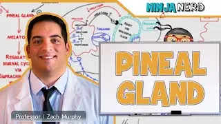 Endocrinology | Pineal Gland