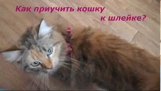 КАК ПРИУЧИТЬ кошку к шлейке