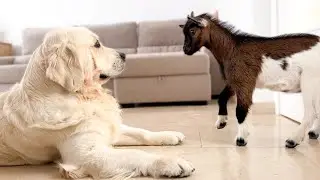 Baby Goat Meets a Dog for the First Time!