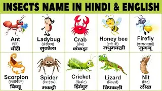 Insects name for kids | insects name in english | insects name in hindi | name of insects