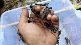 my hands are filled with whip scorpions, what will happen next?!