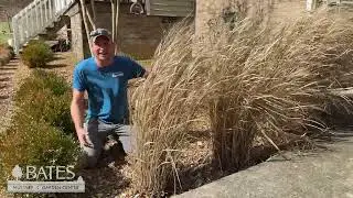 How to Prune Switchgrass