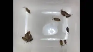 Garden isopod movement in bowl