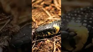 "Snake on FOREST Mountain". #reptiles #wildlife #snake #biodiversity #ecology #biodiversityconserva