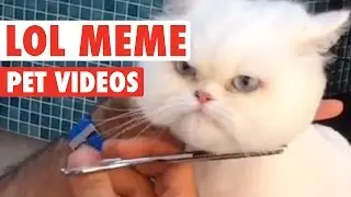 Funny Pet Meme Animal Video Compilation 2016