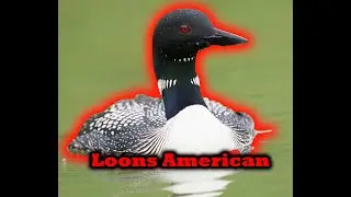 American loons top 5 sound effects