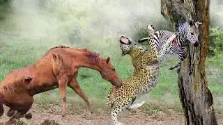 When The Leopard Attack The Horse! Leopards Get Bitter Ends When Attacking Wild Horse's Territory