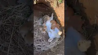 Listen to the sound of the little rabbit sucking milk and be cute. Rabbit. Cute little pastoral pet