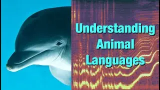 Understanding Animal Languages - Seeing Voices 2