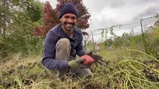 Sweet Potato Harvest 2023: BLESSED