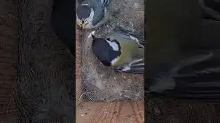 Great tit nestlings gets fed #animals #wildlife #birds #webcams #live #nature #congrats #shorts