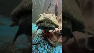 Plecos SUCK