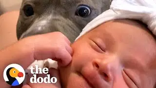 Pittie Does The Sweetest Thing When His Baby Sister Cries | The Dodo Pittie Nation