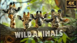 WILD ANIMALS - 4K(60FPS) Nature Relaxation Films | Soothing Classical Music ♫