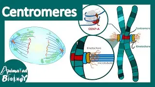 Centromeres | Centromeres and Kinetochores | Chromosomal organization | centromere function