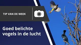 Tips voor het fotograferen van vogels in de lucht