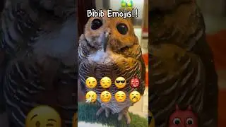 Owl Emoji Challenge!!😡😃 #animals #funnyvideo #cute #funny #owl #pets #funnyanimals #emojichallenge