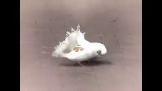 Футаж  Голуби целуются  Footage  Kissing pigeons