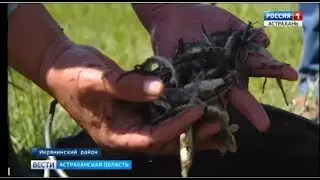 В Астрахани приступили ко второй фазе эксперимента по повышению качества воспроизводства осетровых