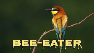 European bee-eater call