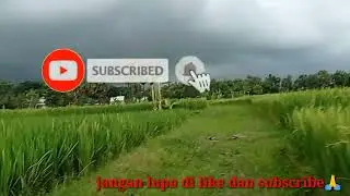 SUASANA PEDESAAN JAWA  TIMUR!! PESAWAHAN JAWA TIMUR