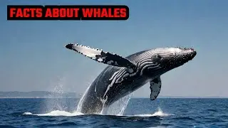 Interesting Facts about Whale