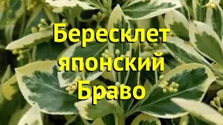 Бересклет японский. Краткий обзор, описание характеристик euonymus japonica bravo