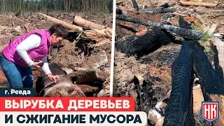 НЕЗАКОННАЯ ВЫРУБКА ЛЕСА ПРИВЕЛА К СВАЛКАМ И ПОЖАРАМ В МАРИИНСКЕ