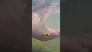 Кипящая река