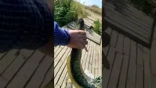 Темирбек жамбылская область