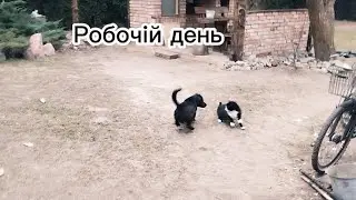 Як проводжає і зустрічає Блек🐕що далі роблю з вчорашнім тістом