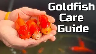 Beginner Goldfish Care Guide