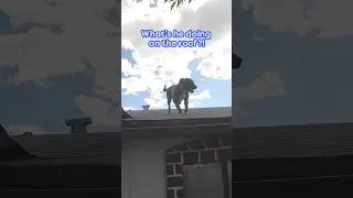 What’s This Dog Doing On The Roof?! | Dodo Kids