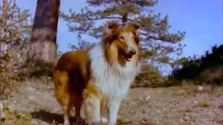 The Painted Hills LASSIE western movie full length COLOR with special interview