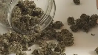 Doctor helps Utahns get medical marijuana cards