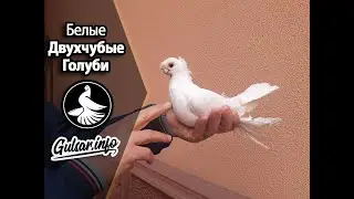 БЕЛЫЕ ДВУХЧУБЫЕ ГОЛУБИ / PIGEONS / TAUBE #Gulsarinfo©