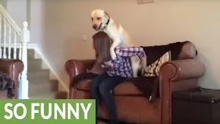 Incredibly lazy dog receives piggyback ride up stairs