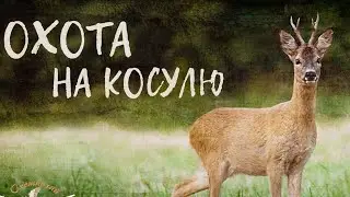 Охота на косулю в Польше 2022 День1-День2. Roe deer hunting in Poland 2022 Day 1-Day 2.