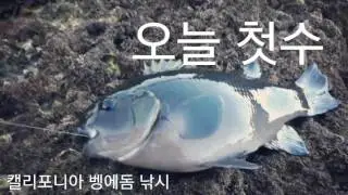 4짜 벵에돔 수초 구멍치기